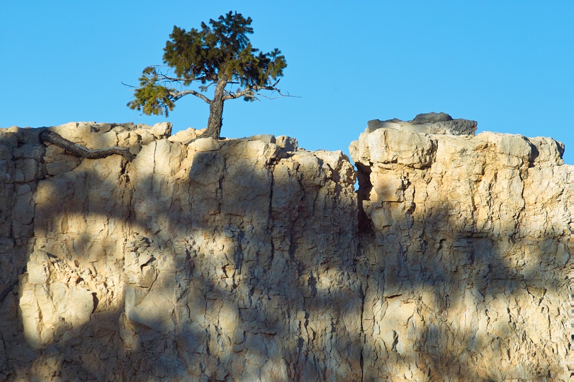 0516-tree-on-cliff