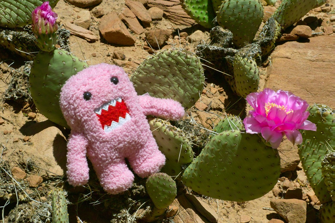 domo-vs-cactus