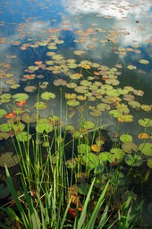 Lily Pads