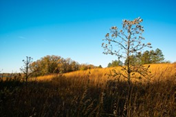 Wisconsin Prairie